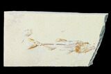 Cretaceous Fish (Spaniodon) With Shrimp - Lebanon #163600-1
